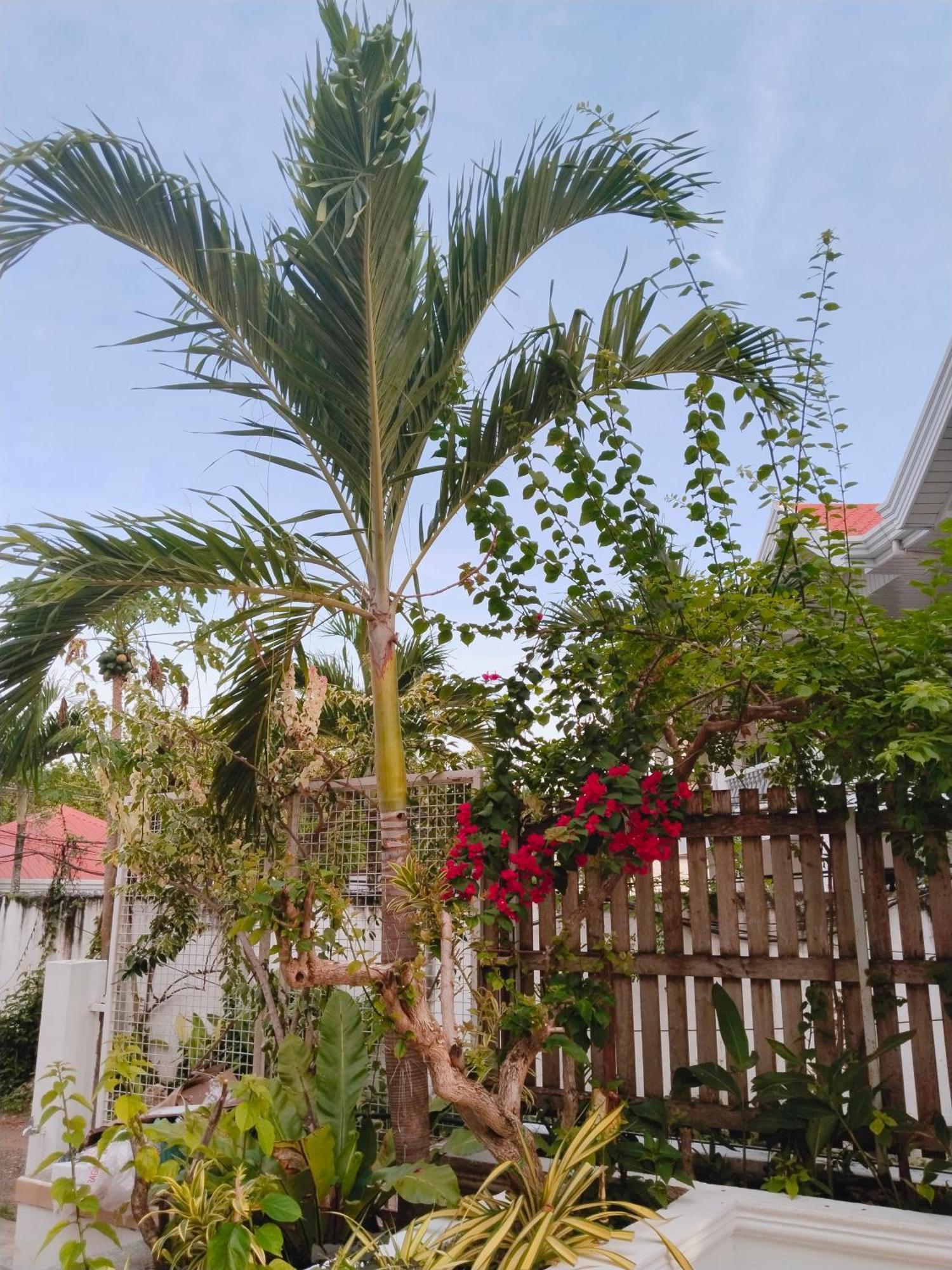 Alona Garden Suites Panglao Eksteriør billede